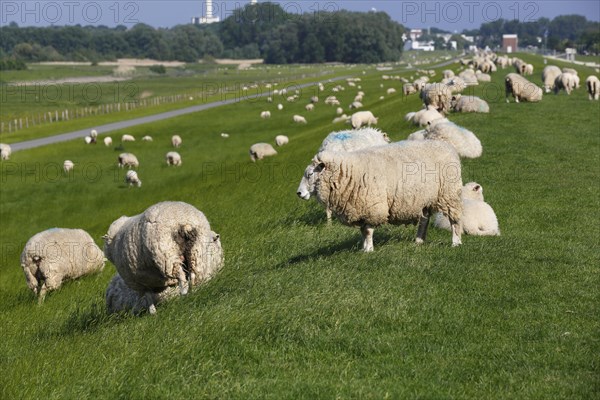 Domestic sheep on Elbe dike in Wedeler Marsch