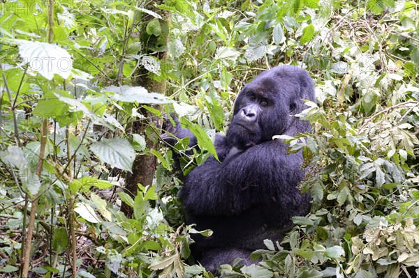 Male silverback Mountain gorilla