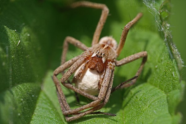 Spider with egg cocoon