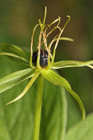 Four-leaved dewberry