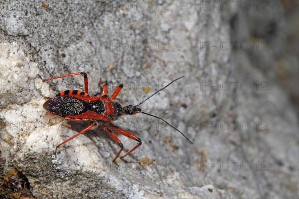 Red assassin bug