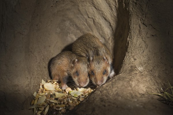 European Hamster