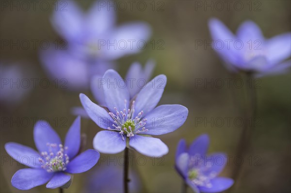 Hepatica