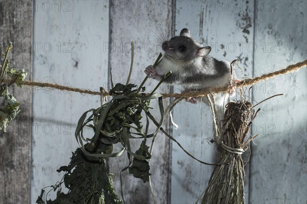 Fat Dormouse