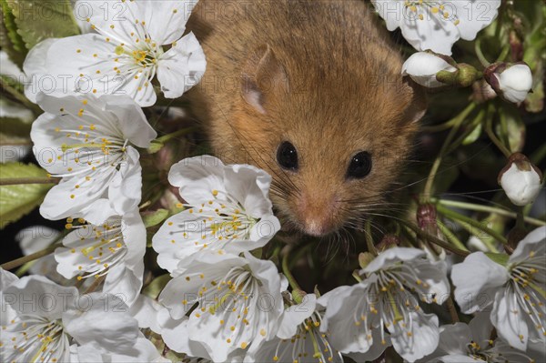 Hazel Dormouse