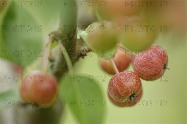 Crab apple