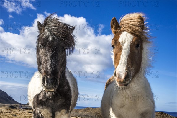 Two Icelandic horses at Hval Fjord or Hvalfjoerour