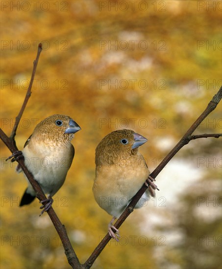 African Silverbill