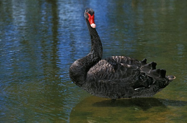 Black Swan