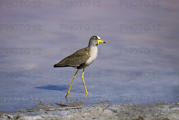 African Wattled Plover