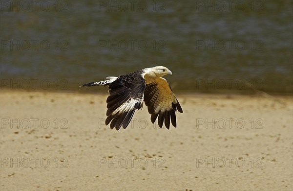 Yellow headed caracara