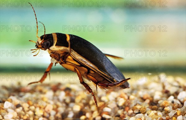 Great Diving Beetle