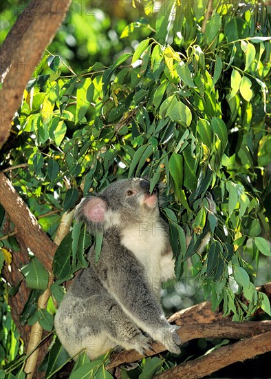 Koala