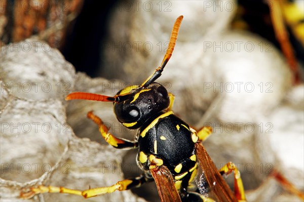 Common Wasp