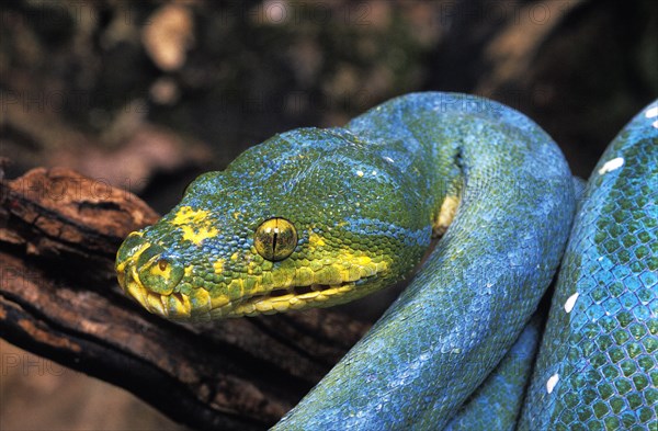 Green Tree Python