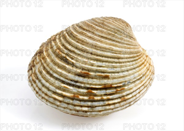 Shell