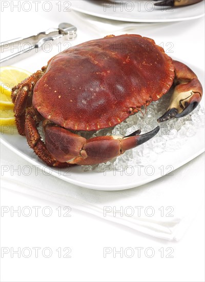 EDIBLE CRAB IN PLATTER WITH LEMON SLICES