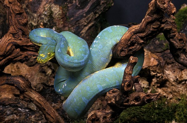 GREEN TREE Green tree python