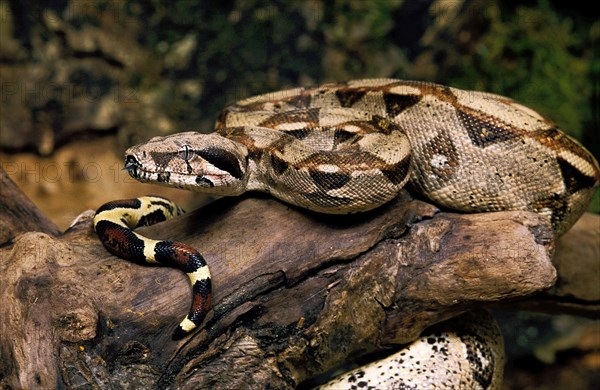 BOA CONSTRICTOR boa constrictor