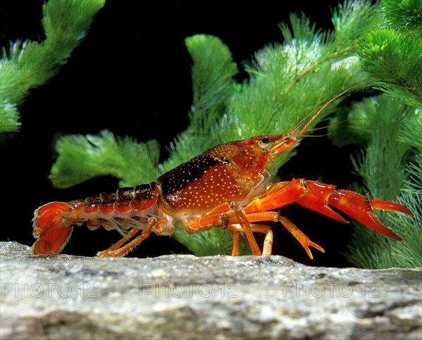 Louisiana crawfish