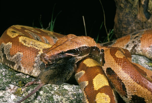 Blood python