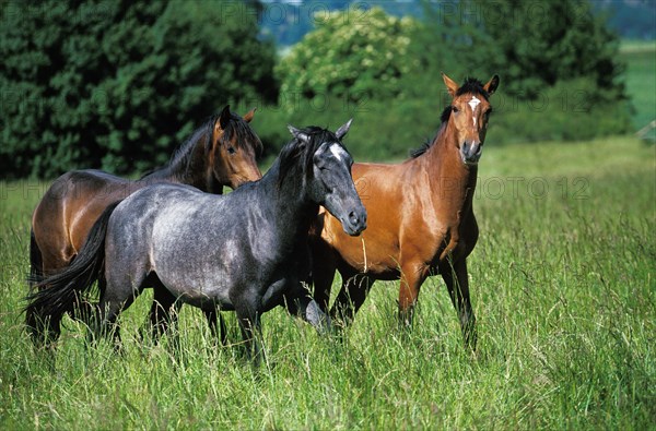 Lusitano horse