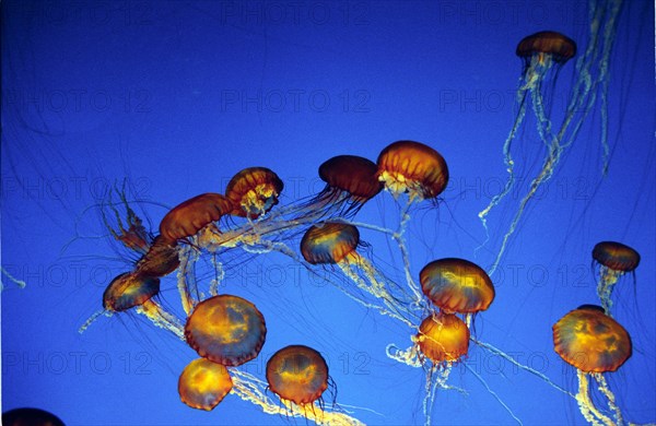 Purple-Stripped Jellyfish