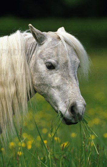 American Miniature Horse