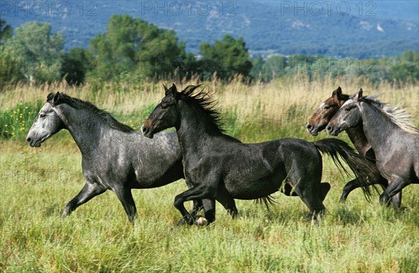 Lipizzaner horses