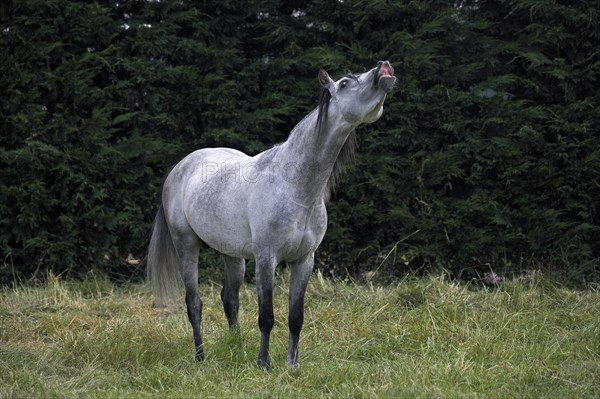 Arabian horse