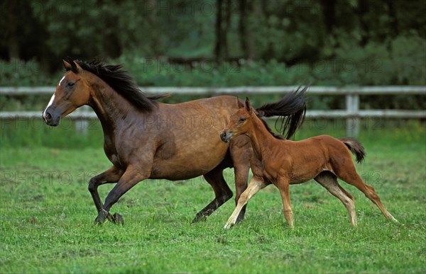 English thoroughbred