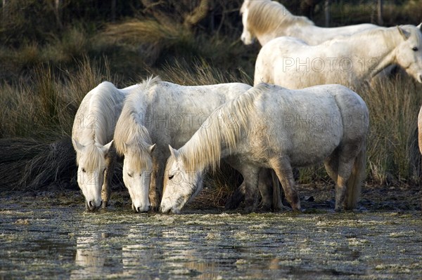 CAMARGUE HORSE