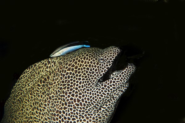 Honeycomb moray