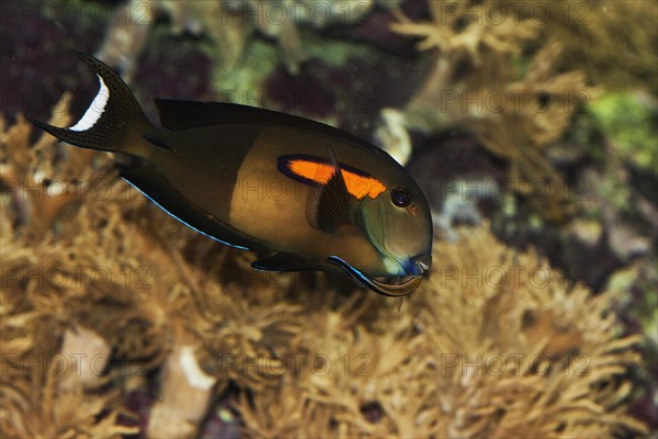 Orange spotted surgeonfish