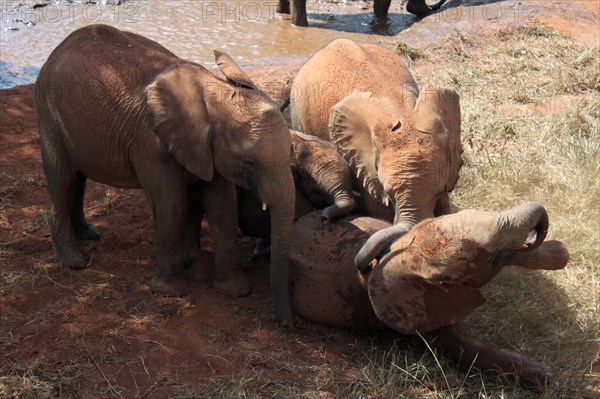 Elephant orphans playing