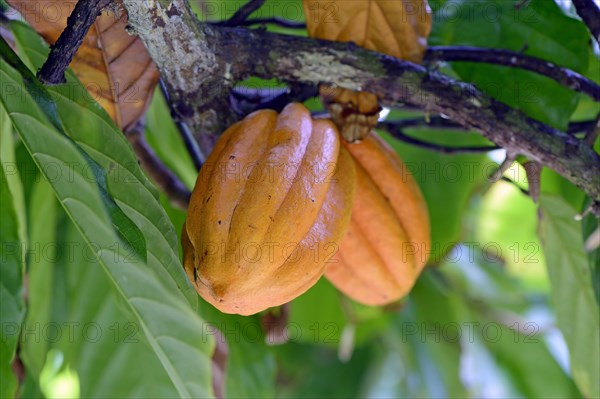 Cocoa fruit on a tree