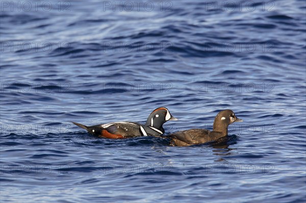 Harlequin duck