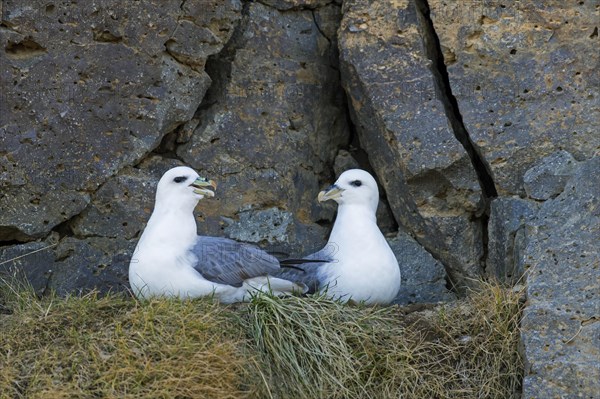 Northern fulmar