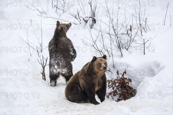 Female and 1-year-old European brown bear
