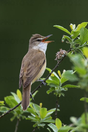 Great Reed Warbler