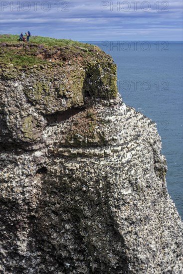 Birdwatcher at the top of the cliffs