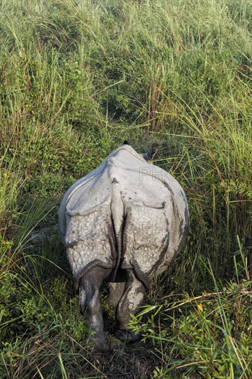 Rear view of an Indian rhinoceros