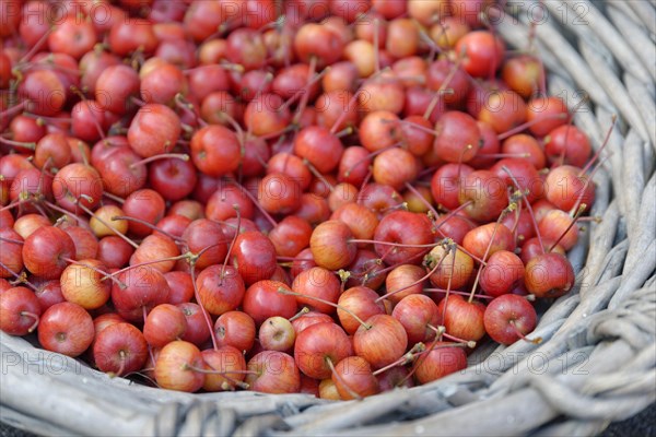 Fruits of the European crab apple