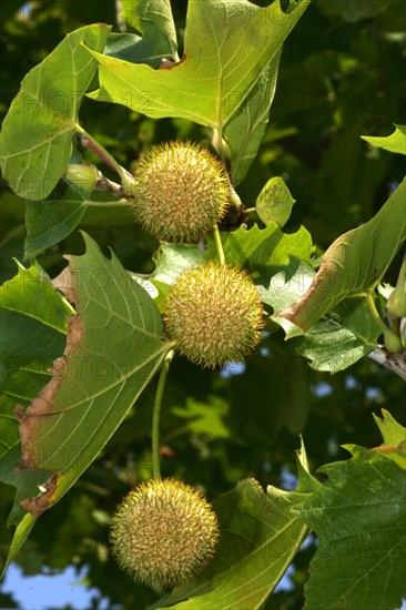 Sycamore