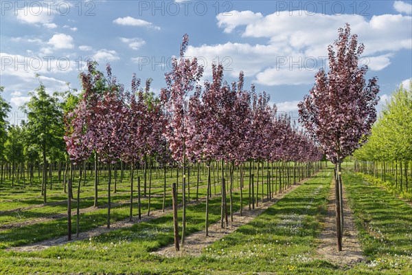 Ornamental Cherry