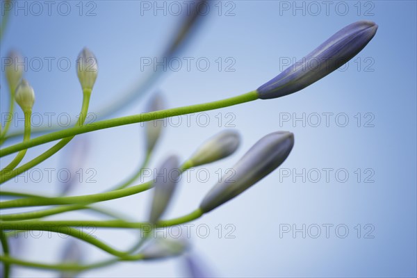 Lilies of the Nile