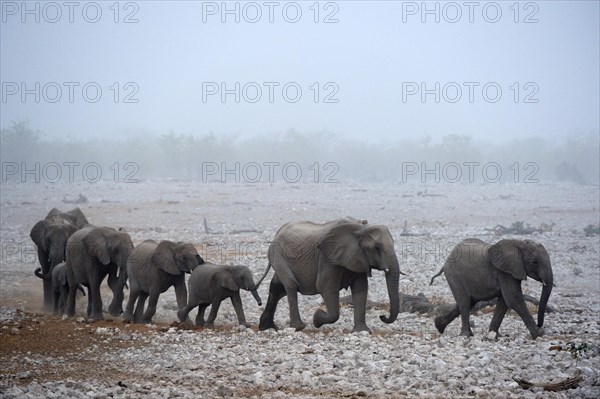 African elephant