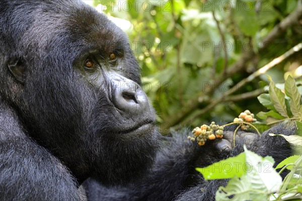 Portrait of a male silverback mountain gorilla