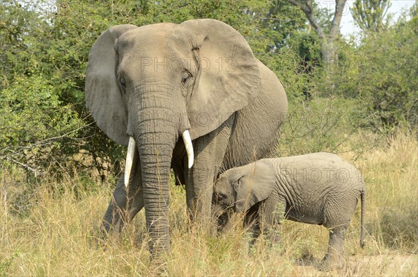 African elephant