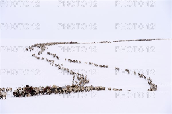 Nenets shepherds on their spring migration in the tundra with a sledge pulled by Reindeer